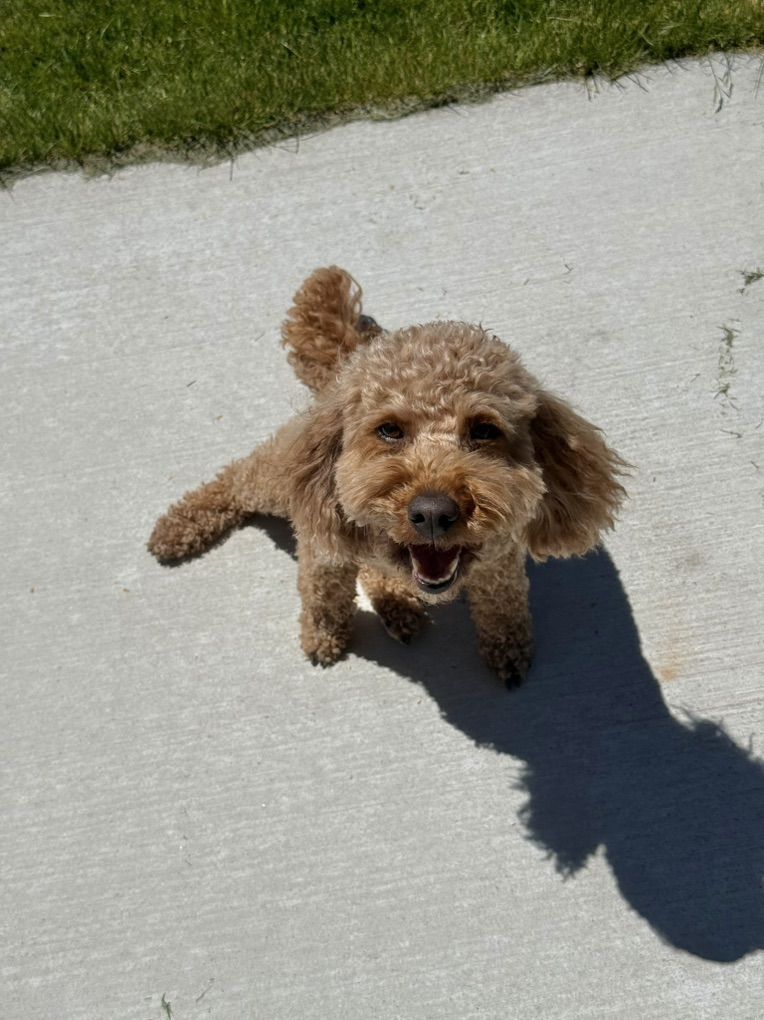 Cockapoo