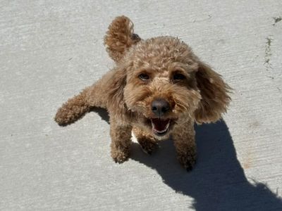Cockapoo