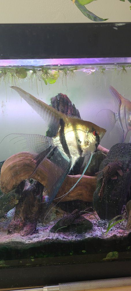 Angelfish Live Freshwater Tropical Fish (Pterophyllum scalare) - Healthy & Vibrant