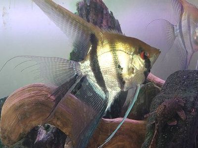 Angelfish Live Freshwater Tropical Fish (Pterophyllum scalare) - Healthy & Vibrant