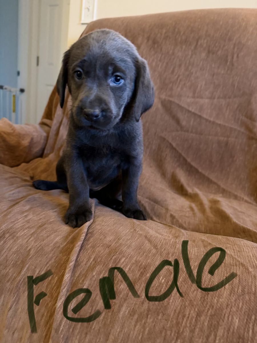 AKC charcoal labradors