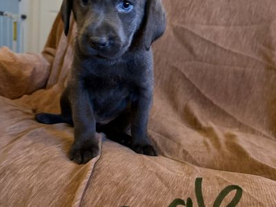 AKC charcoal labradors