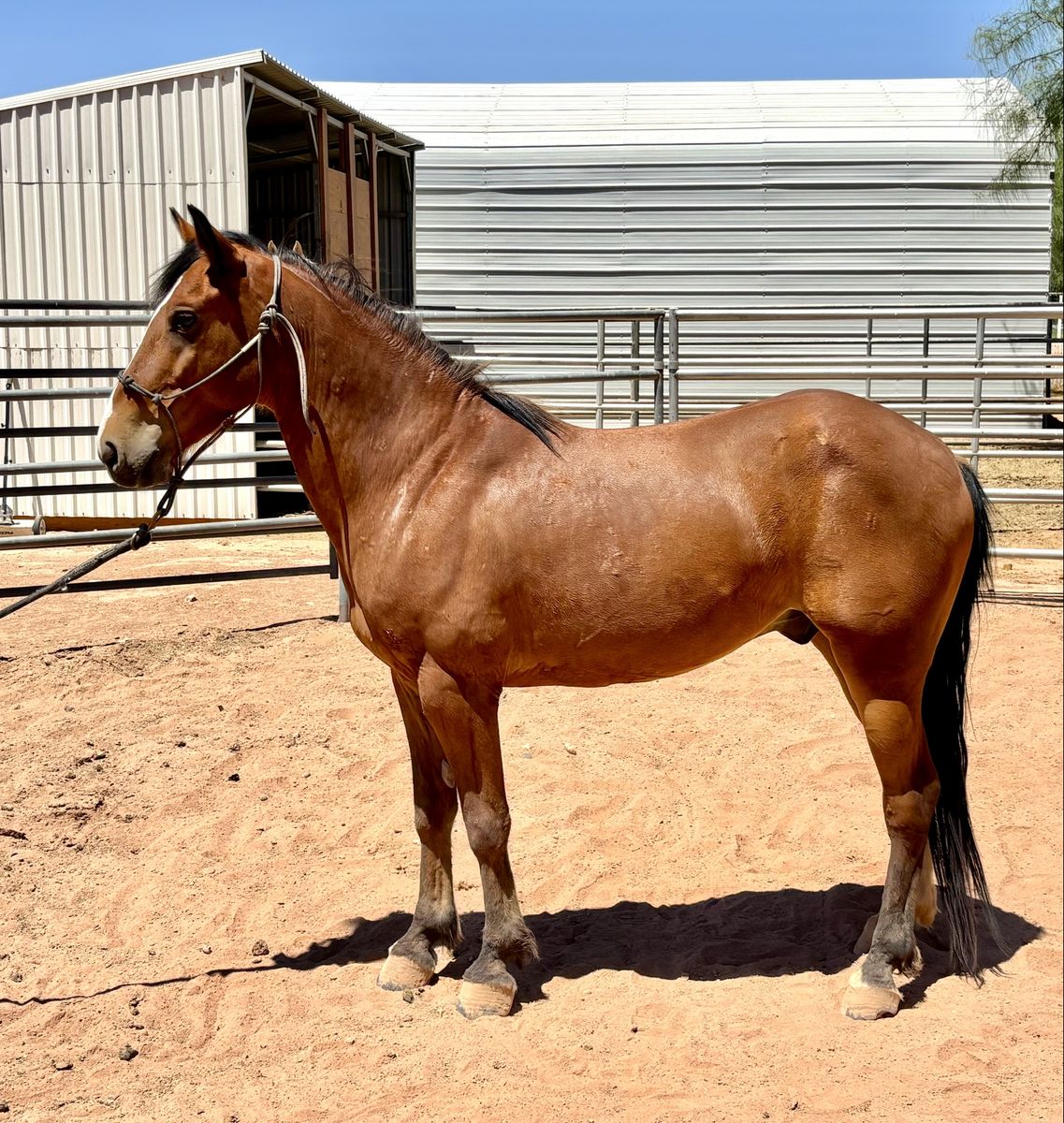 5 Yr Old Gelding