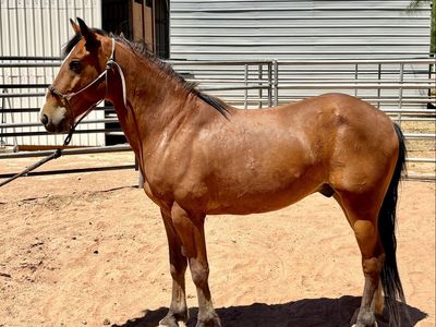 5 Yr Old Gelding