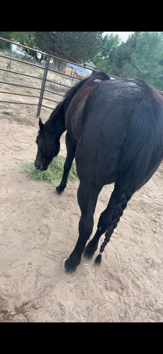 Great kids horse