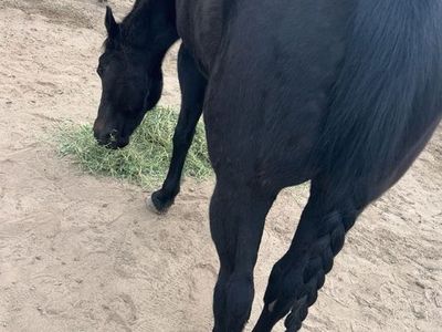 Great kids horse