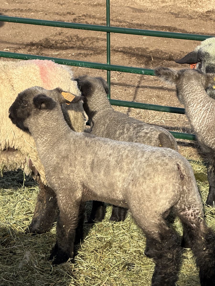 Show Lambs