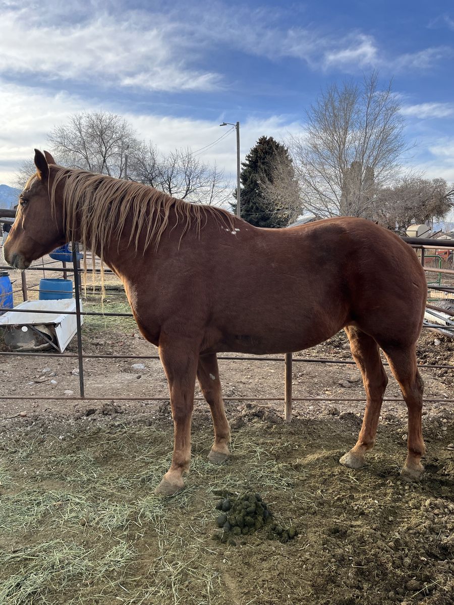Quarter Horse Half Draft