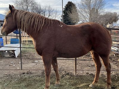 Quarter Horse Half Draft
