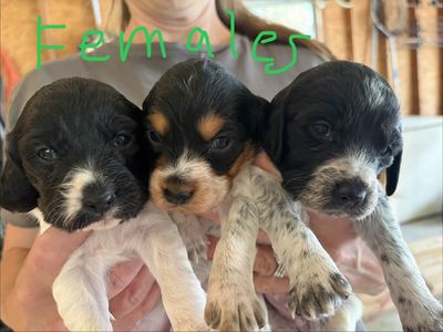 AKC Brittany Puppies