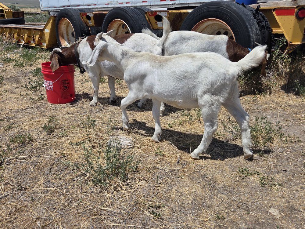 Meat goat, wether boer cross, weed eater