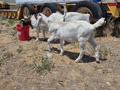 Meat goat, wether boer cross, weed eater