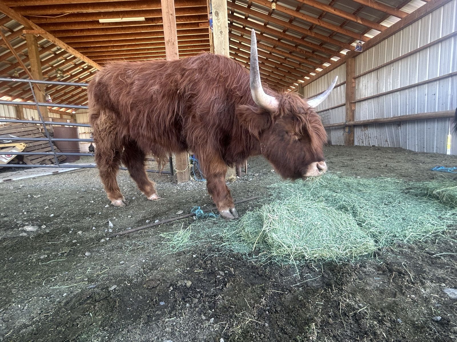 3 Year old Highland Steer