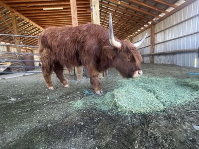3 Year old Highland Steer