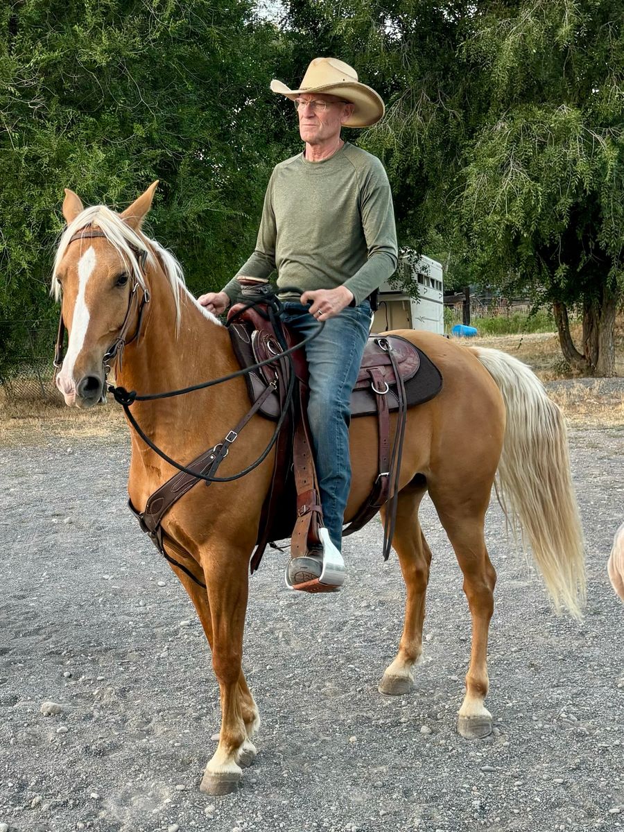 Registered Missouri Fox Trotter (MFT) Gelding – Beautiful Palomino – 9 Years Old Gaited