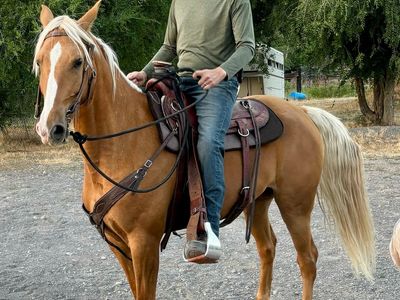 Registered Missouri Fox Trotter (MFT) Gelding – Beautiful Palomino – 9 Years Old Gaited