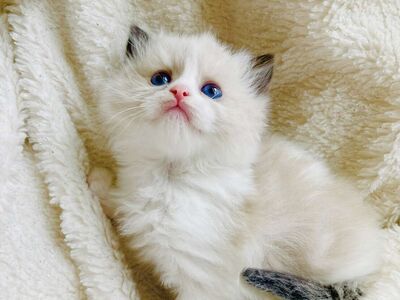 PUREBRED RAGDOLL Teacup/size Kittens--SUPER SWEET LOYAL TEMPERMENTS-- SUPER FLUFFY/FLOPPY, shed less/less allergenic!