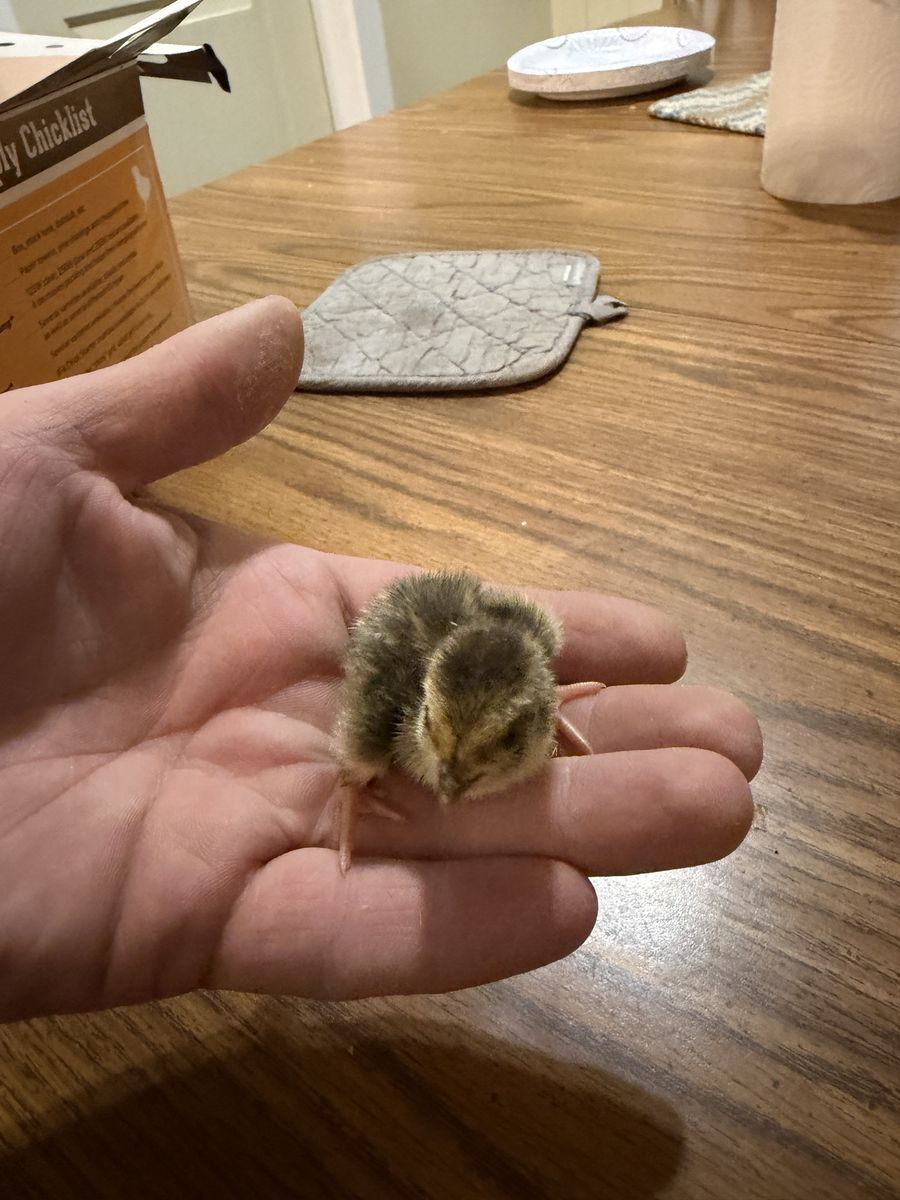 Cotournix chicks