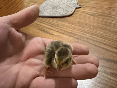 Cotournix chicks