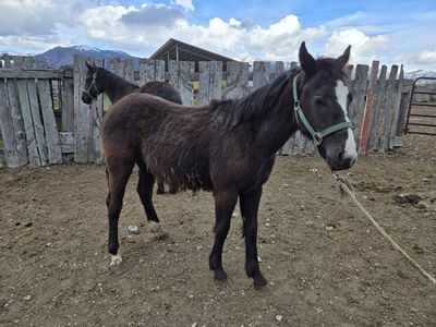 Half Draft Filly For Sale
