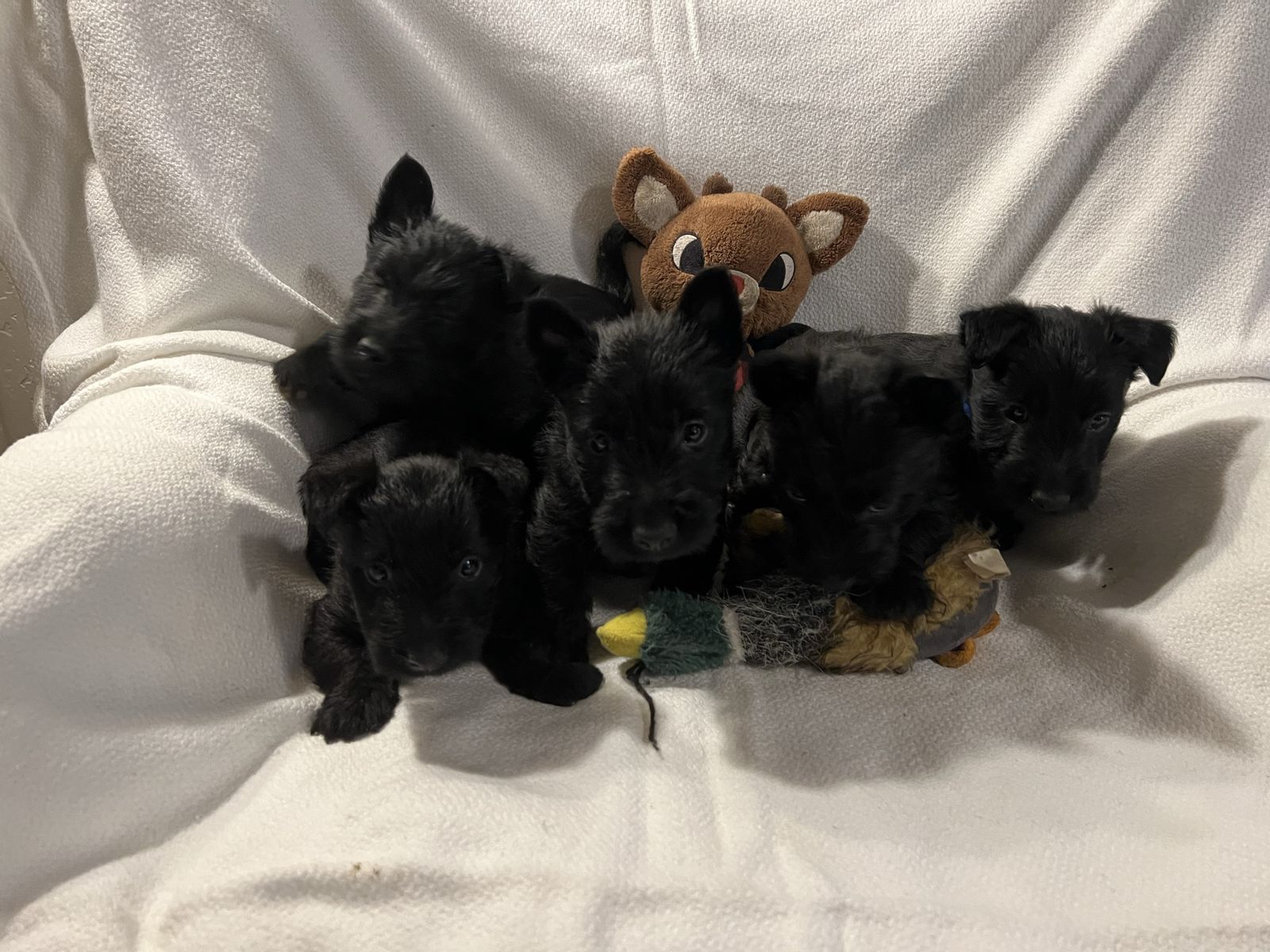 Scottish Terrier Puppies