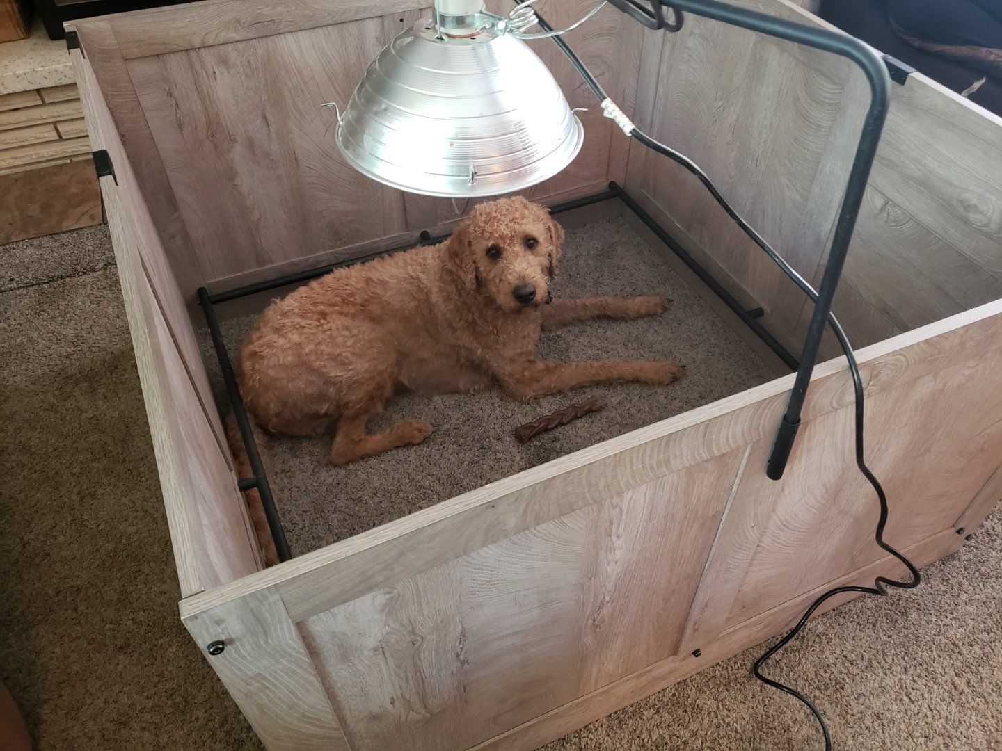 Complete Dog Breeding & Puppy Starter Lot – Whelping Box, Playpen, Kennels & Supplies