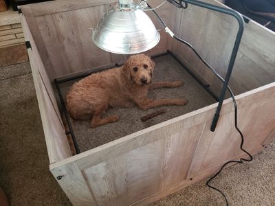 Complete Dog Breeding & Puppy Starter Lot – Whelping Box, Playpen, Kennels & Supplies