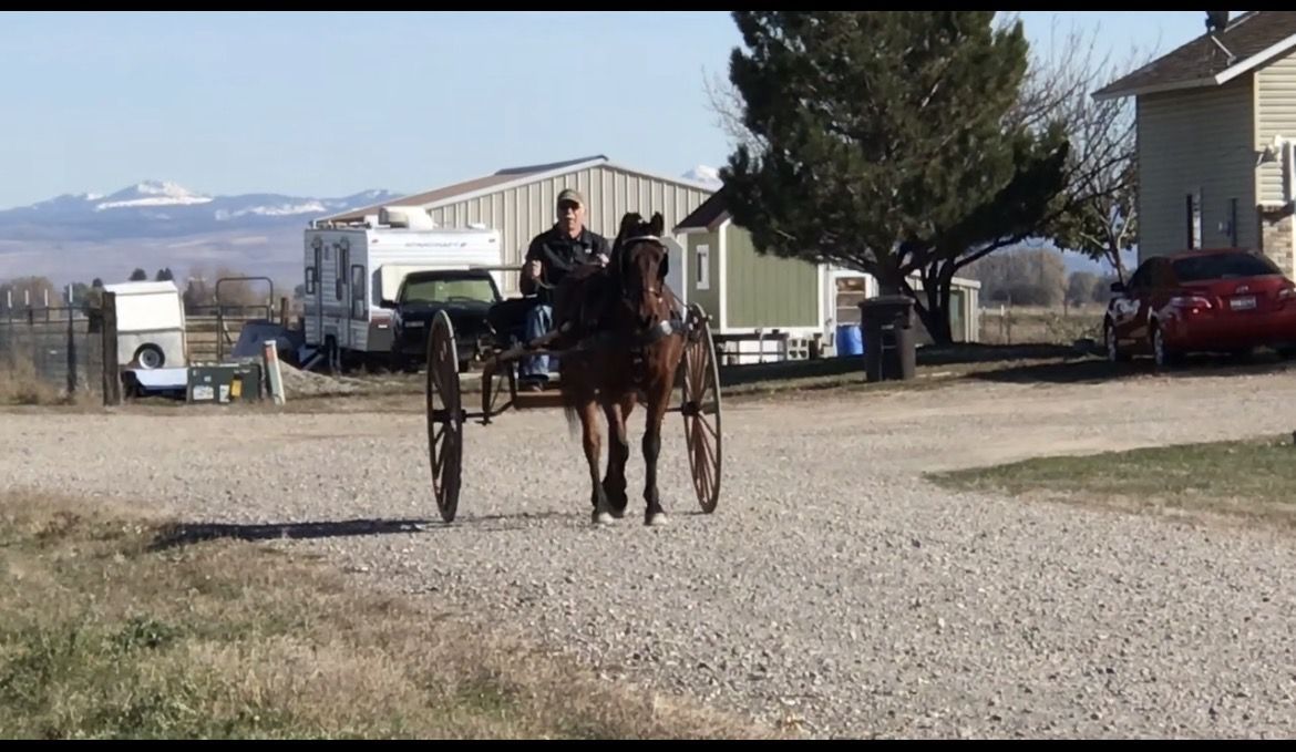 Morgan driving gelding