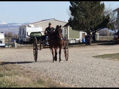 Morgan driving gelding