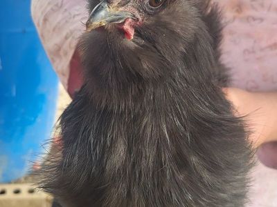 silkie rooster shadow