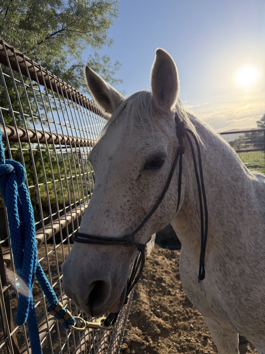 10 year old gaited pony