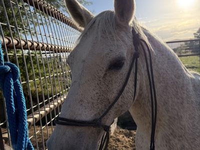 10 year old gaited pony