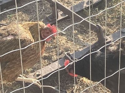 1 year old Lay Hens - updated