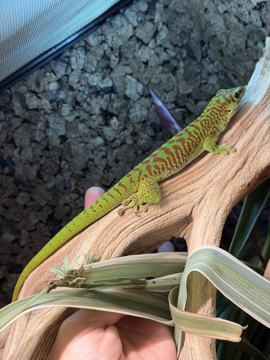 Giant Day Gecko (Phelsuma grandis) high crimson