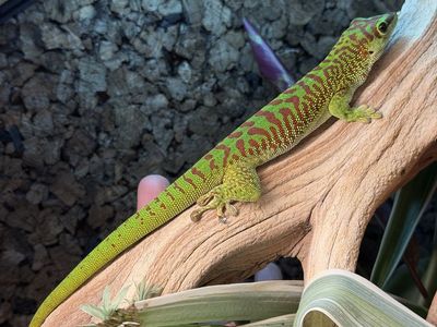Giant Day Gecko (Phelsuma grandis) high crimson