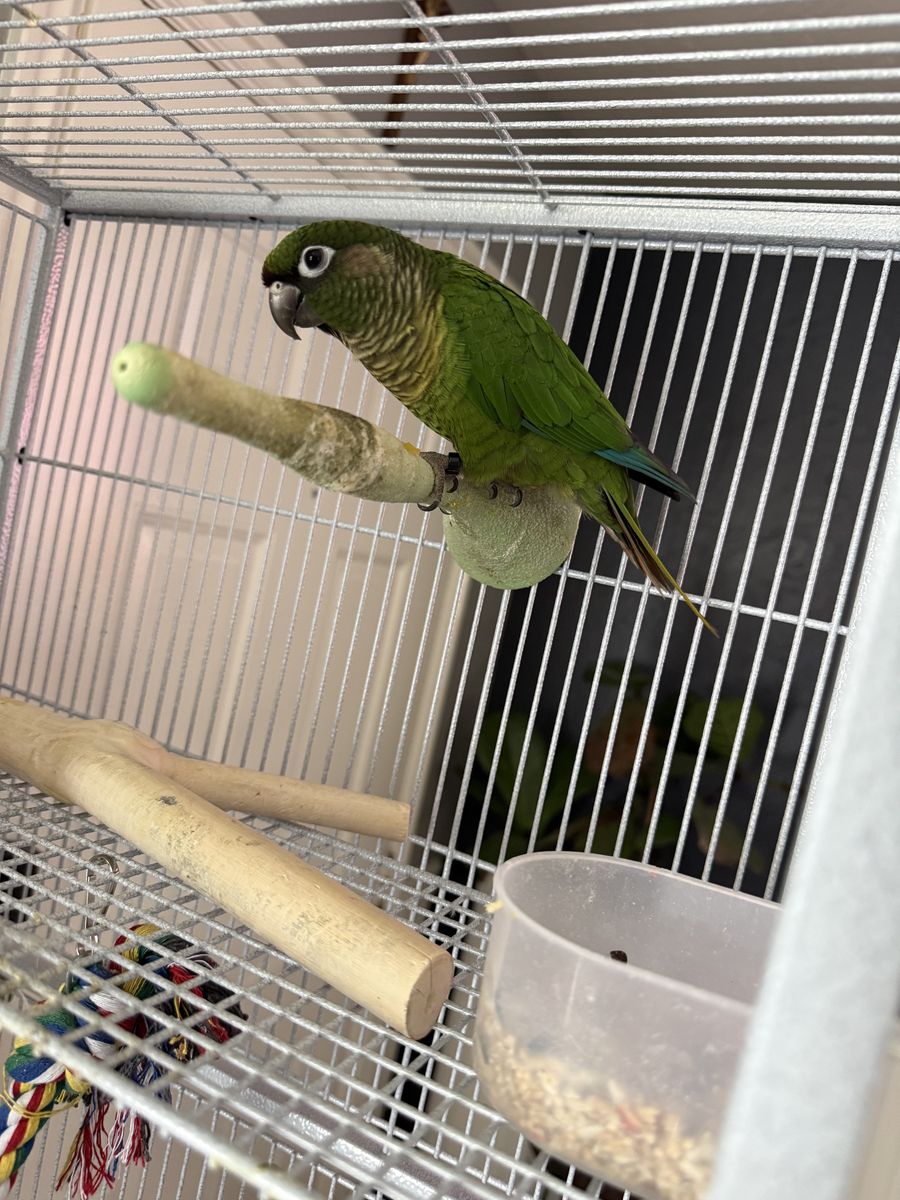 Maroon Bellied Conure