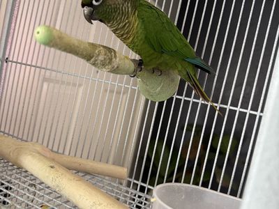 Maroon Bellied Conure