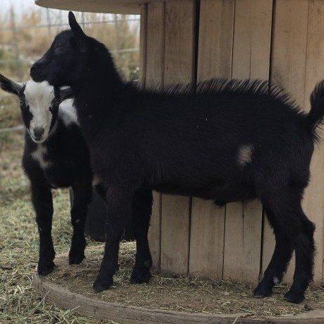 Nigerian Dwarf Buckling