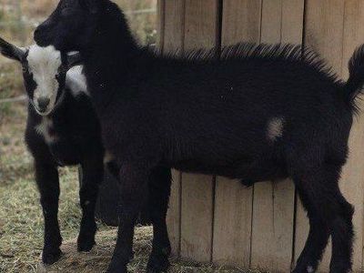 Nigerian Dwarf Buckling