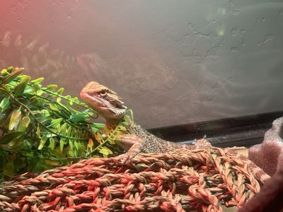 Bearded Dragon with Complete Habitat & Supplies - Tank, Lighting, Food, Calcium, Live Insect Feeder