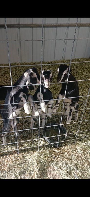 Lamancha Bucklings 3 weeks old