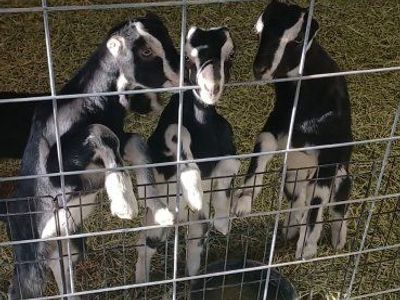 Lamancha Bucklings 6 weeks old