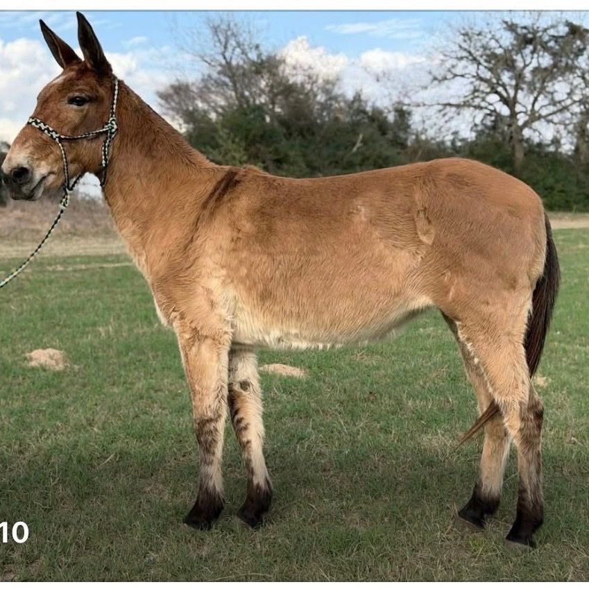 Molly Mule Sandi