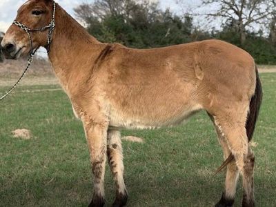 Molly Mule Sandi