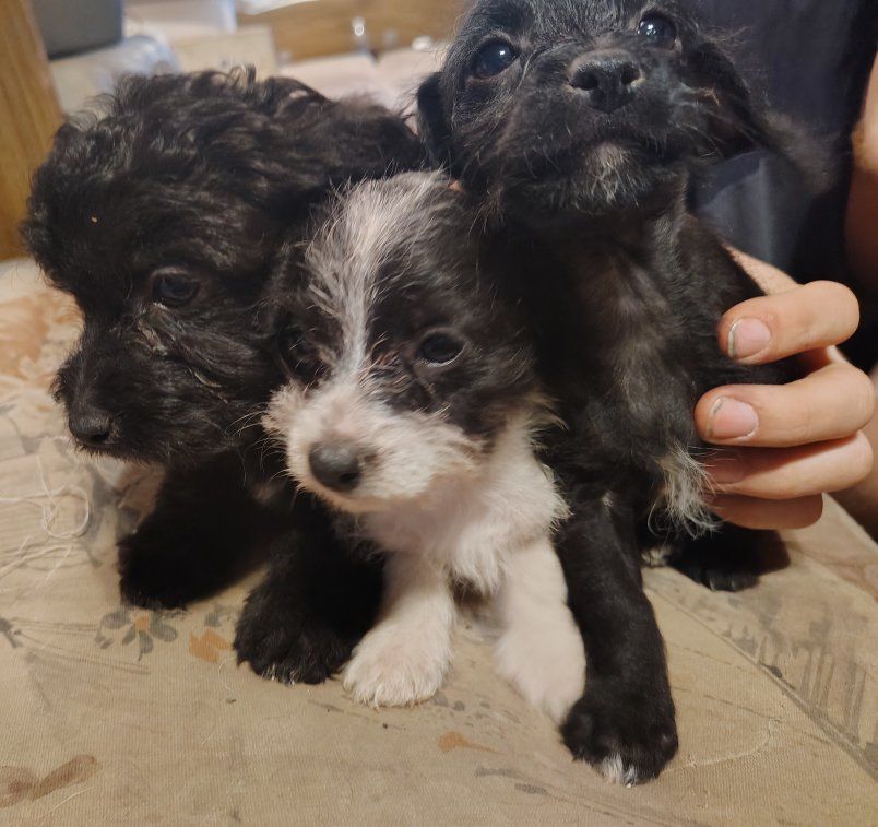 Chipoo puppies