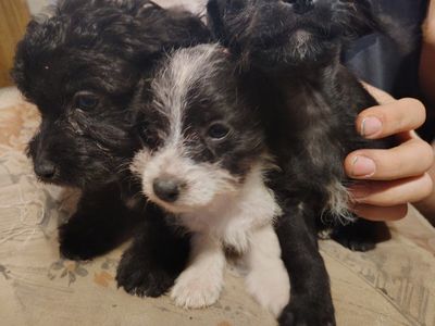 Chipoo puppies