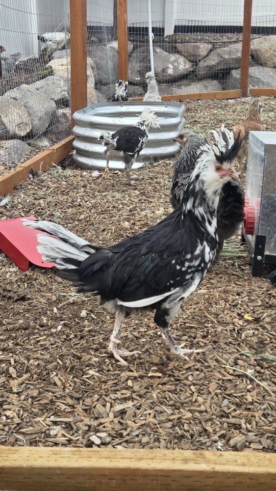 Free Mottled Houdan Cockrels