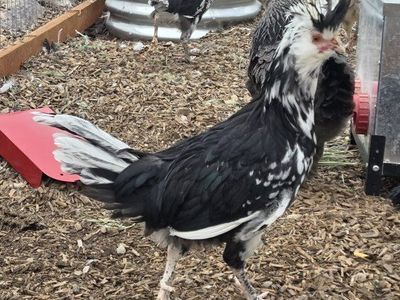 Free Mottled Houdan Cockrels