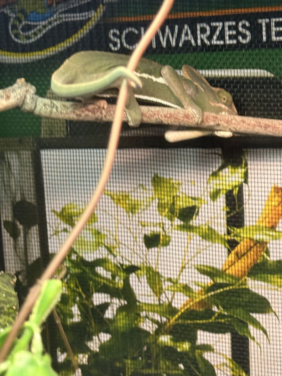 Baby chameleon