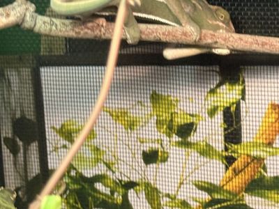 Baby chameleon